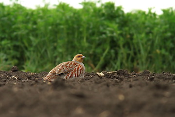 Image showing male grey partridge