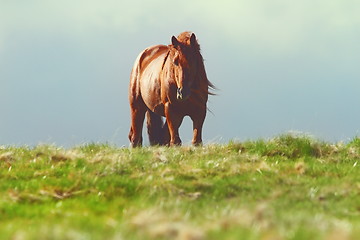 Image showing horse on top of the hill