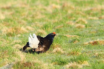 Image showing black grouse displaying in lek