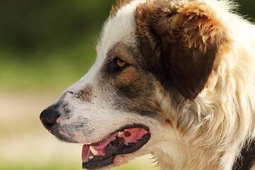 Image showing detail on romanian shepherd dog face