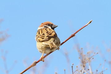 Image showing male sparrow on twig over blue sky