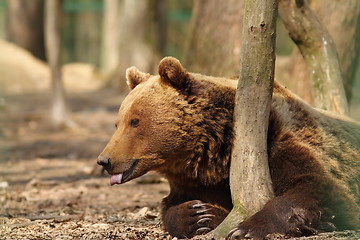 Image showing captive brown bear