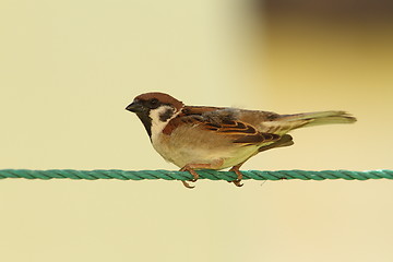 Image showing male house sparrow on green string