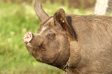 Image showing big pig portrait 