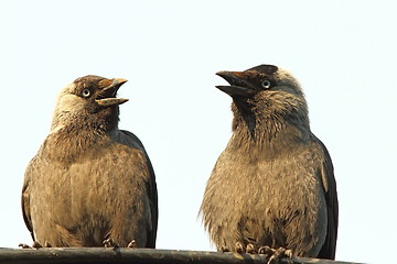 Image showing jackdaws at a chat