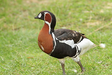 Image showing red breasted goose