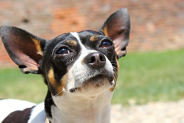 Image showing portrait of cute chihuahua