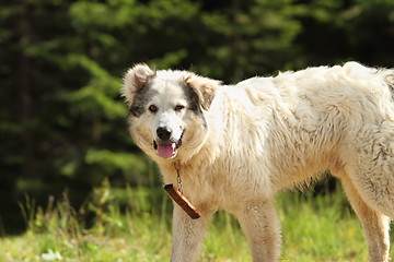 Image showing romanian shepherd dog closeup