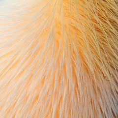 Image showing texture of great pelican feathers