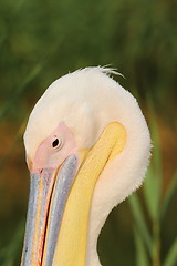 Image showing great pelican portrait over green background