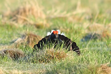 Image showing black grouse in lek