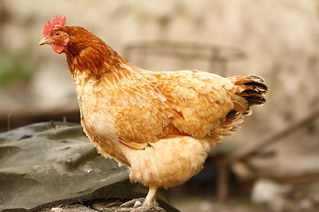 Image showing side view of a hen