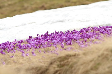 Image showing winter and spring on meadow