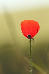 Image showing wild poppy flower