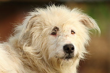 Image showing portrait of white shepherd dog