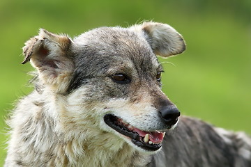 Image showing feral grey dog portrait