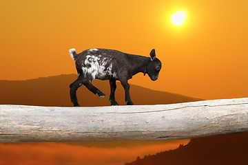 Image showing courageous kid goat on tree trunk