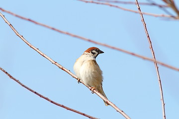 Image showing male sparrow on twig