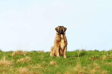 Image showing big romanian shepherd near the farm