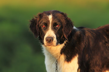 Image showing portrait of romanian shepherd dog 