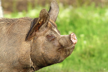 Image showing profile of a pig