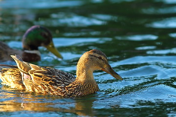 Image showing female mallard on water surface 