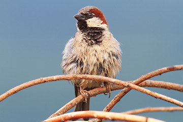 Image showing male house sparrow perched on twigs