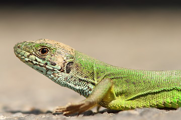 Image showing green lizard portrait