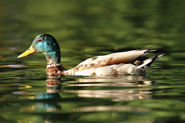 Image showing male mallard swimming on pond