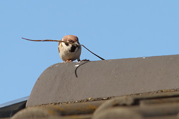 Image showing male house sparrow collecting material for nesting