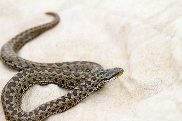 Image showing elusive meadow adder on burlap 