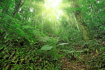 Image showing tree forest during spring 