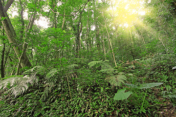 Image showing tree forest during spring 