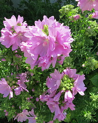 Image showing Lovely summer flowers