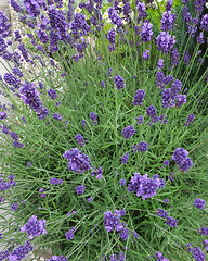 Image showing Lavender