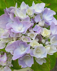 Image showing Hydrangea