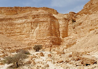 Image showing Acacia trees at the bottom of the desert canyon 