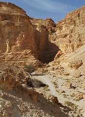 Image showing nAcacia tree at the bottom of the desert canyon at sunset