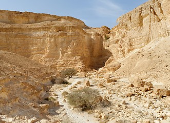 Image showing Acacia trees at the bottom of the desert canyon at sunset