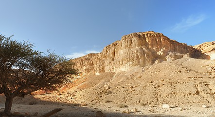 Image showing Acacia tree under the mountain in the desert at sunset