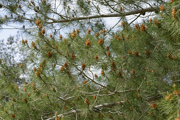 Image showing Male pollen cones (strobili) among needles on Mediterranean pine tree, shallow DOF