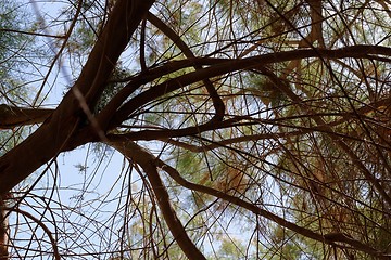 Image showing Canopy of a  tree branches leaves on sky background