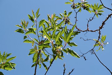 Image showing Sunlit leaves and berries of a laurel tree (laurus nobilis) on sky background