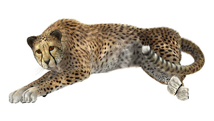 Image showing Cheetah