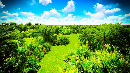 Image showing African oasis