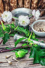 Image showing Datura Stramonium