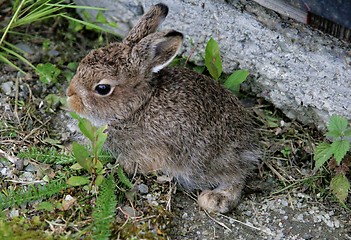 Image showing Baby hare