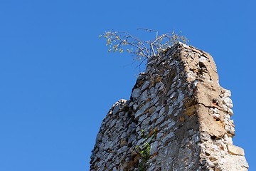 Image showing Tree grows on top of ruin of medieval castle wall