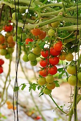 Image showing Cherry tomatoes growing on the vine