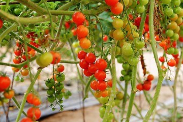 Image showing Cherry tomatoes growing on the vine